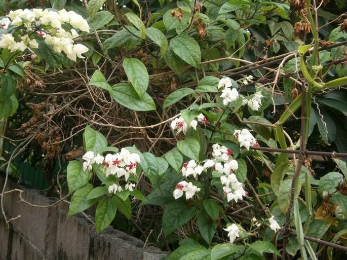 Clerodendrum thomsoniae