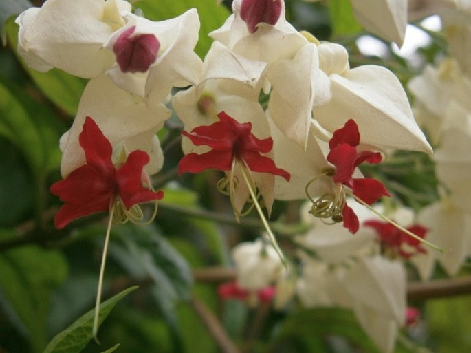 Clerodendrum thomsoniae