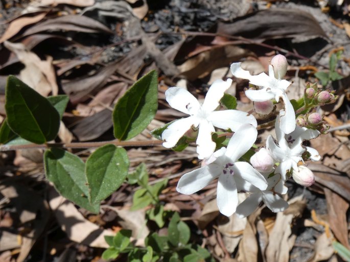 Clerodendrum tatei