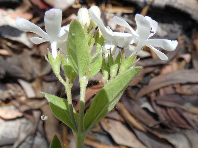 Clerodendrum tatei