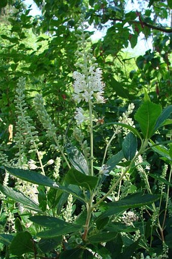 Clethra alnifolia