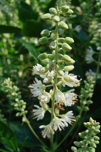 Clethra alnifolia