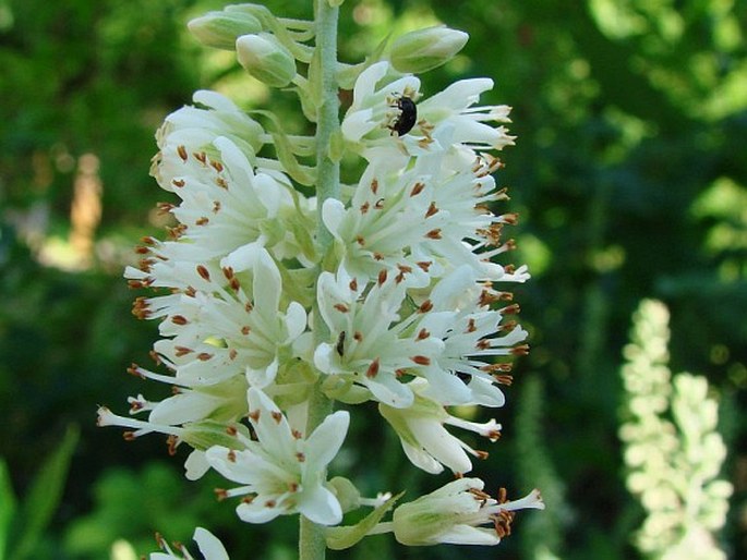 CLETHRA ALNIFOLIA L.