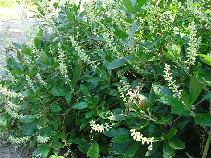 Clethra alnifolia