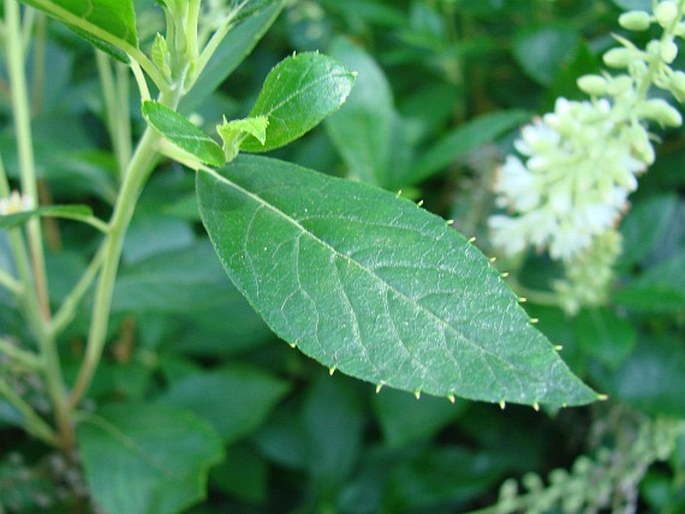 Clethra alnifolia