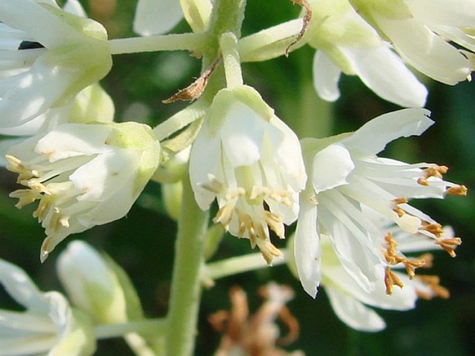 Clethra alnifolia