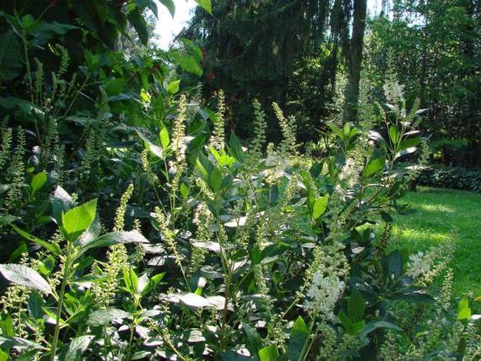 Clethra alnifolia