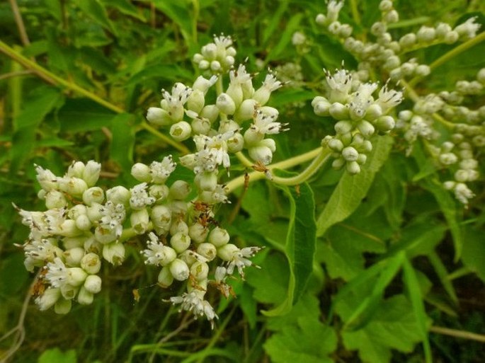 CLIBADIUM SURINAMENSE L. - šátavka