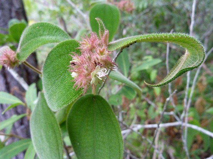 CLIDEMIA CAPITELLATA (Bonpl.) D. Don