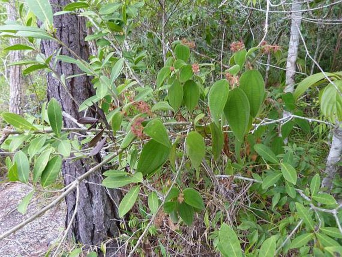 Clidemia capitellata