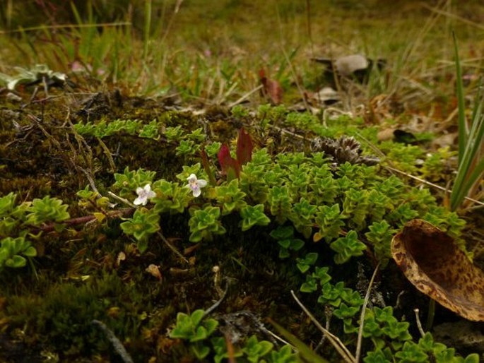 Clinopodium nubigenum