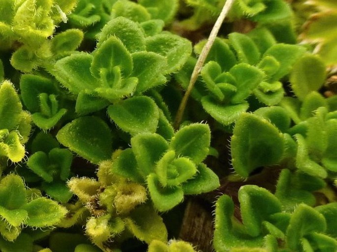 Clinopodium nubigenum