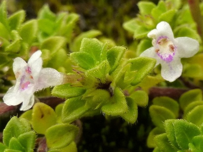 Clinopodium nubigenum