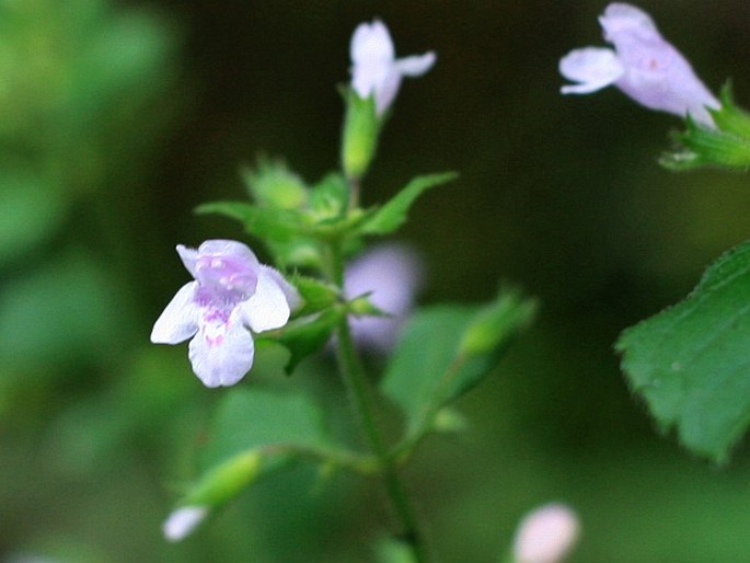 CLINOPODIUM MENTHIFOLIUM (Host) Stace – klinopád / jarva