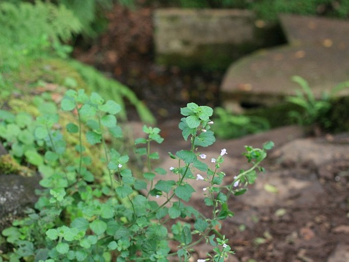 Clinopodium menthifolium