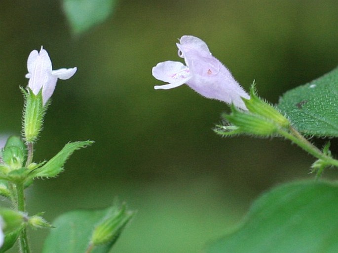 Clinopodium menthifolium