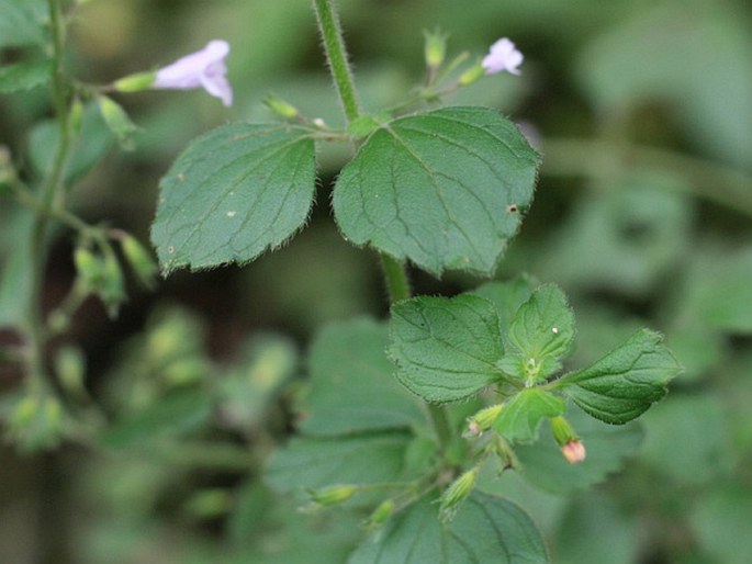 Clinopodium menthifolium