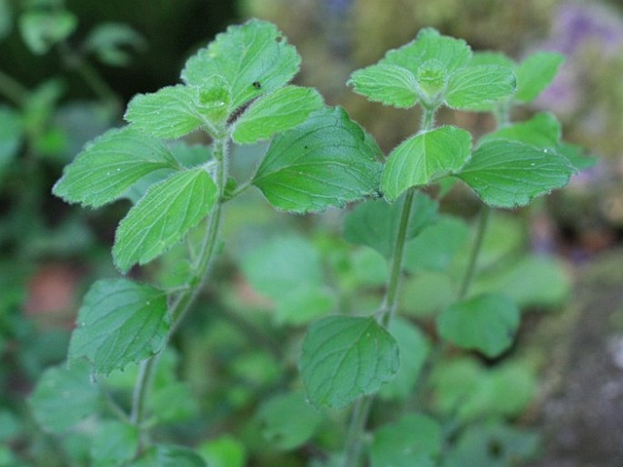 Clinopodium menthifolium