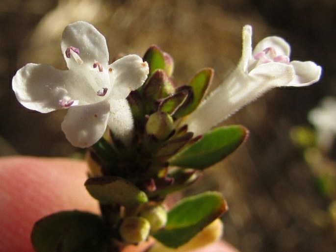 Clinopodium bolivianum