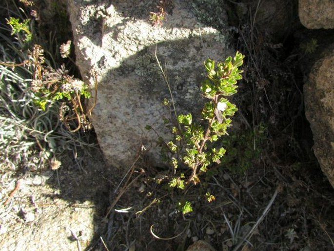 Clinopodium bolivianum