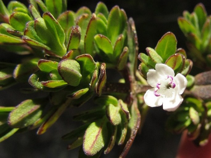 Clinopodium bolivianum