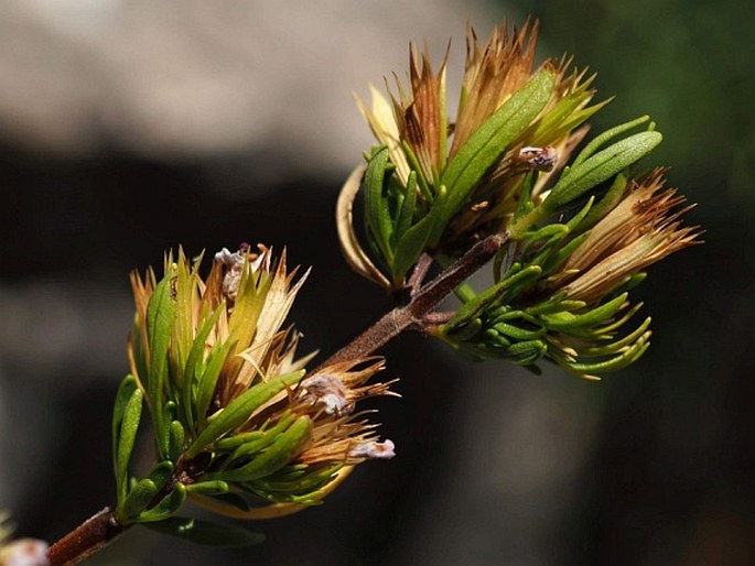 Clinopodium chilense