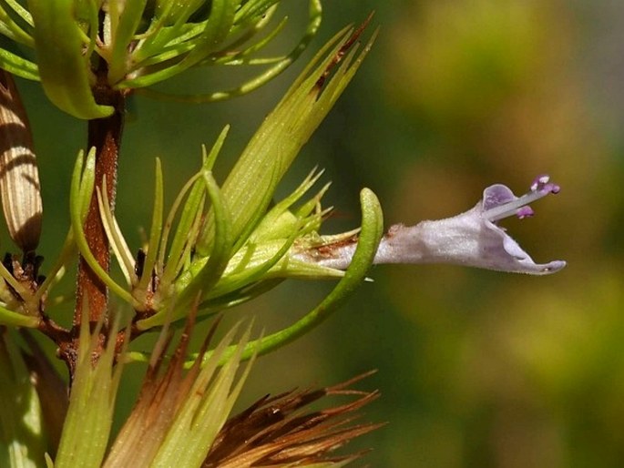 Clinopodium chilense