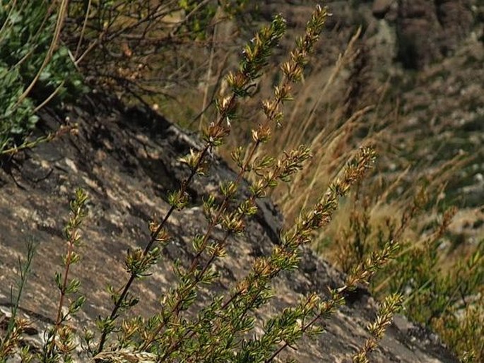 Clinopodium chilense