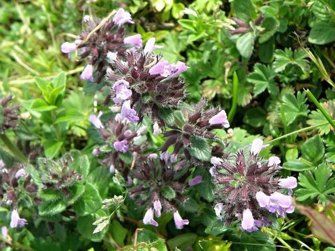 Clinopodium simense