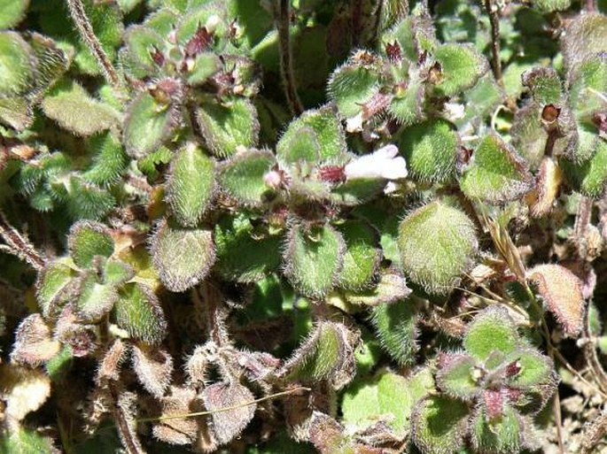 Clinopodium simense