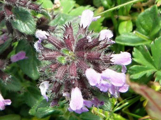 Clinopodium simense