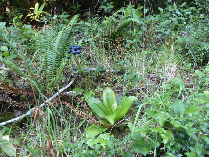 Clintonia andrewsiana