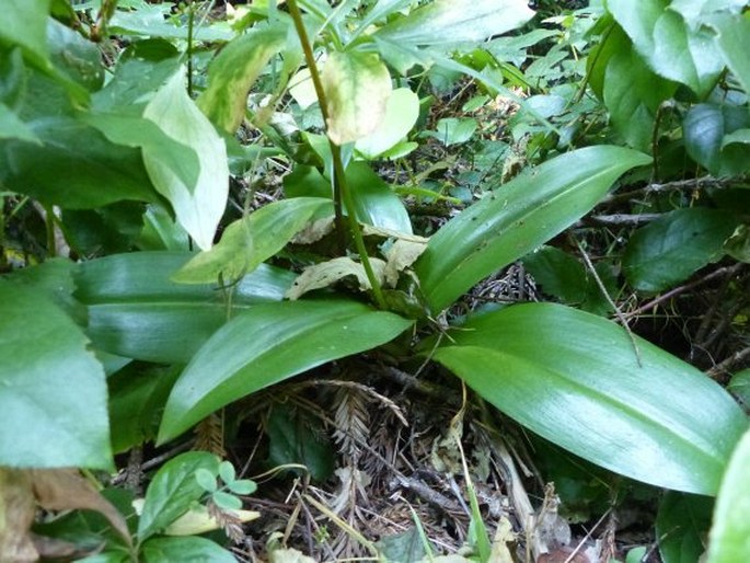 Clintonia andrewsiana