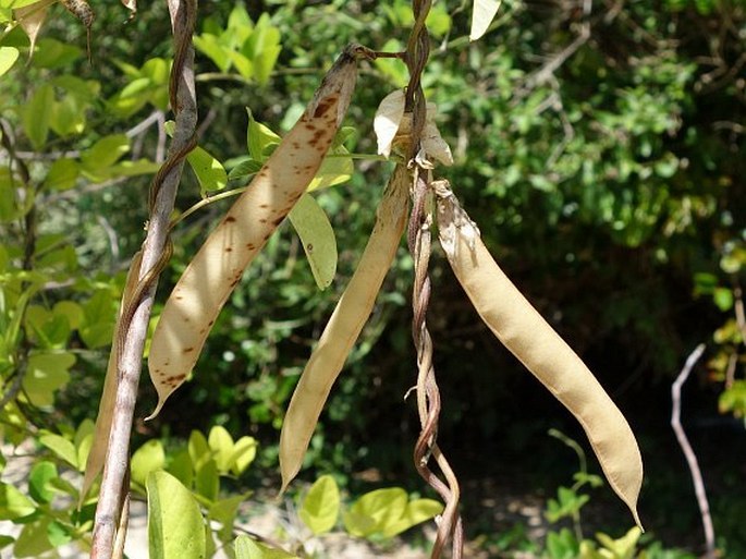 Clitoria ternatea