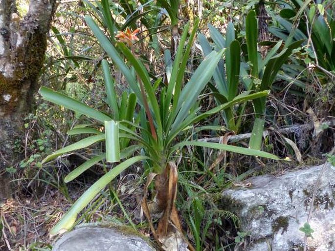 Clivia caulescens