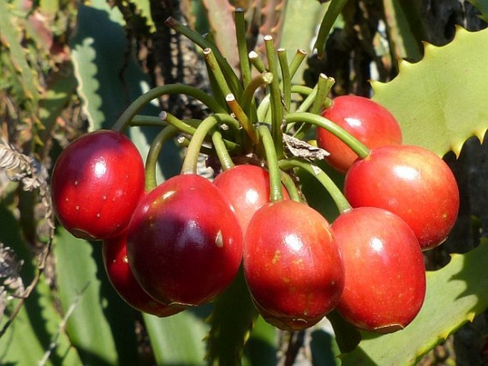 Clivia caulescens