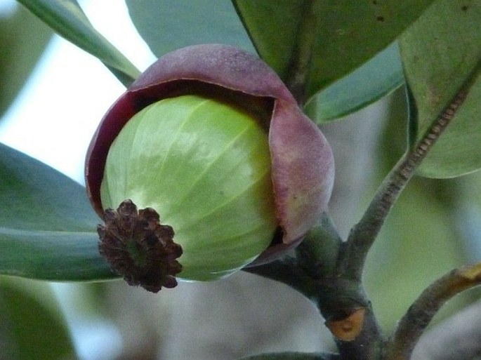 Clusia crassifolia