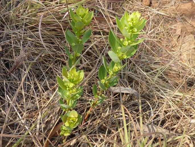 Clutia monticola