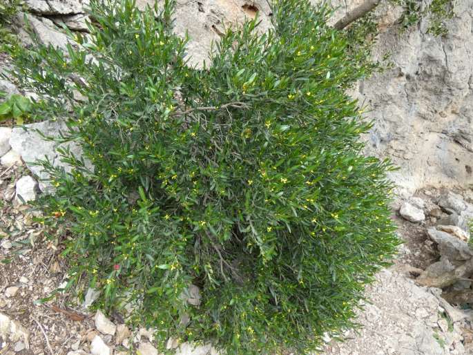 Cneorum tricoccon