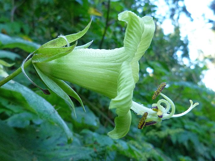 Cobaea pachysepala