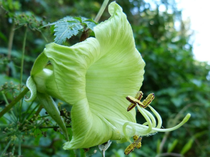 Cobaea pachysepala