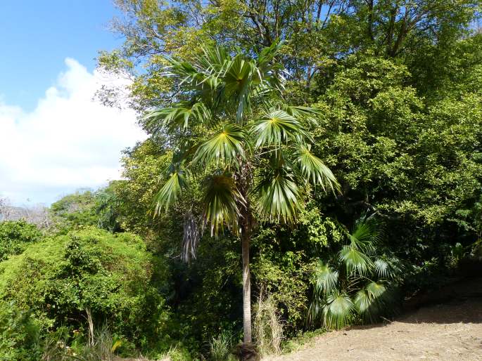 Coccothrinax barbadensis