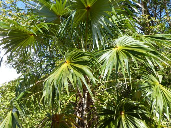 Coccothrinax barbadensis