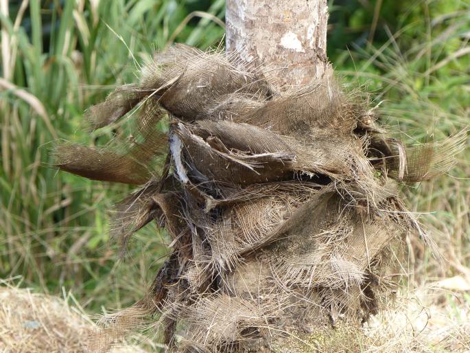 Coccothrinax barbadensis