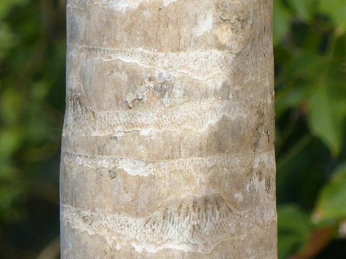 Coccothrinax barbadensis