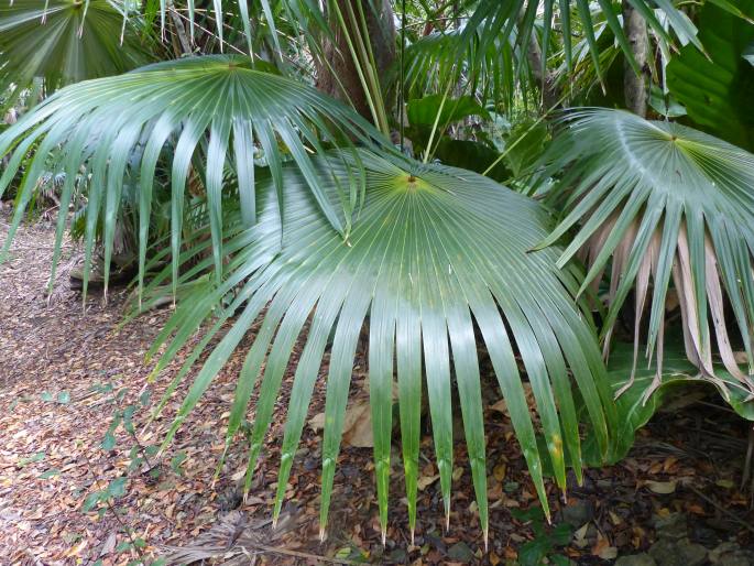 Coccothrinax barbadensis