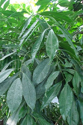 Cocculus laurifolius