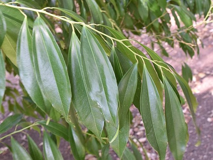 COCCULUS LAURIFOLIUS DC. – chebule vavřínolistá