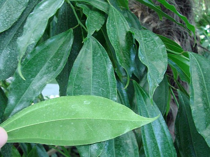 Cocculus laurifolius