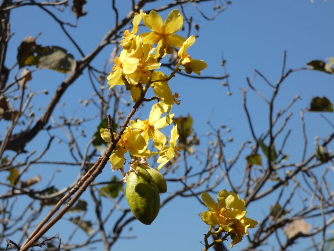 Cochlospermum fraseri